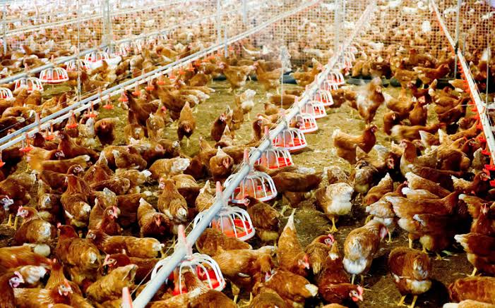 Trang trại Công ty TNHH Chăn Nuôi Công Nghệ Cao 168
